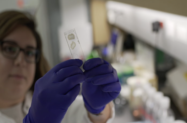 Postdoctoral scholar looking at lab slide