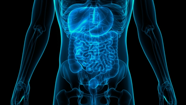 3D Illustration Concept of Human Digestive System Anatomy