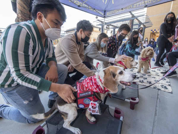 Students in masks pet a group of therapy dogs on UCI campus