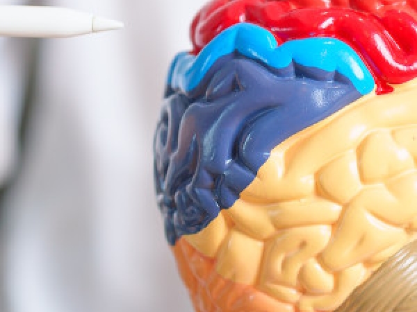 instructor pointing at a model of a brain