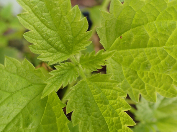 Close-up view of common nettle, a green plant