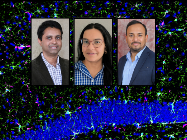  Headshots for Munjal M. Acharya, Devyani Swami and Shivashankar Othy against a backdrop of activated phagocytic microglia (shown in magenta/green) in the mouse hippocampus (blue) following ICI treatment.