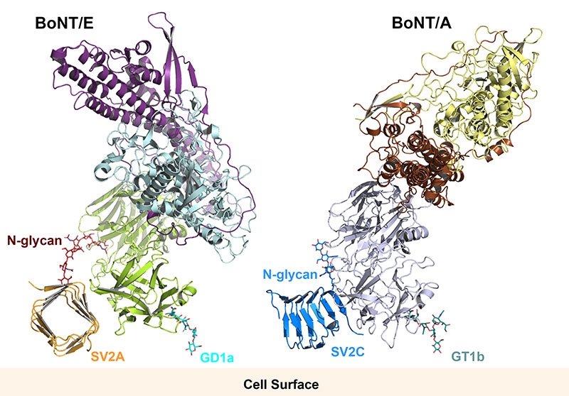 UCI researchers uncover new potential for botulinum neurotoxin E in ...