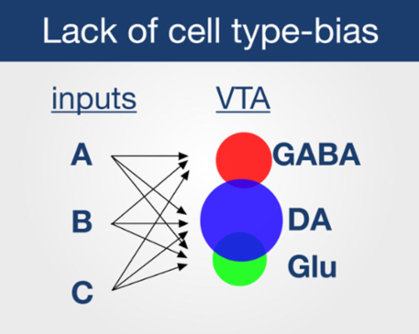UCI-led study reveals that when it comes to brain connectivity, cell ...
