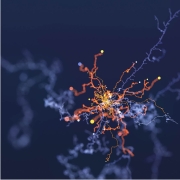 neuro receptors bright orange and blue background