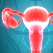 anatomy of female reproductive 
