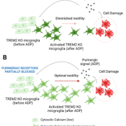 KO ADP model Induced pluripotent stem cell-derived microglia