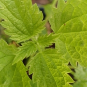 Close-up view of common nettle, a green plant