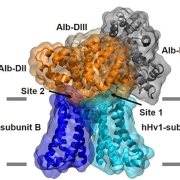 Model of the Alb-hHv1 Complex