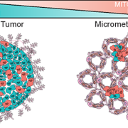 Primary Tumor and Micrometastases