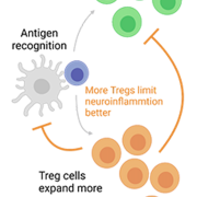Genetic deletion of Piezo1 in T cells