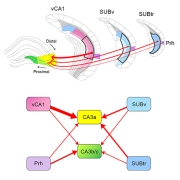 Schematic summary of new hippocampal circuit connections that are revealed in the new PLOS Biology study