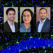  Headshots for Munjal M. Acharya, Devyani Swami and Shivashankar Othy against a backdrop of activated phagocytic microglia (shown in magenta/green) in the mouse hippocampus (blue) following ICI treatment.