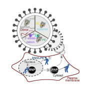 A Plasma-membrane with ENVLPE efficiently delivering a nucleus gene-editing effector.