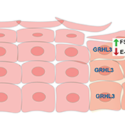 Activation of the GRHL3/FSCN1/E-cadherin pathway in wounded skin cells