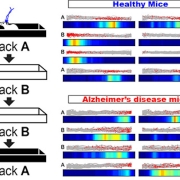 Alzheimer’s disease mice