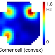 Spatial firing rate maps of geometric coding cell types in the subiculum of the brain. 