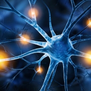 Anatomy & Neurobiology stock photo