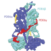 Research Illustration of 3-D structure of PDE6αβ2γ