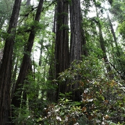 Picture of Californian Coast Redwood Forest land
