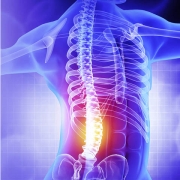 human skeleton of the back highlighting a lower back problem