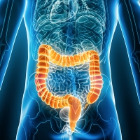 Xray posterior or back view of large intestine or colon 3D rendering illustration with male body contours. Human anatomy, bowels, medical, biology, science, healthcare concepts