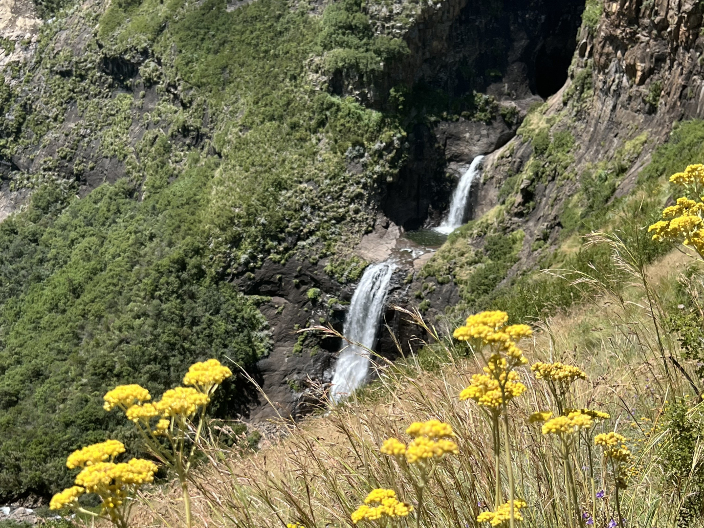 A green hillside in the background, with a waterfall, and wildflowers in the foreground. 