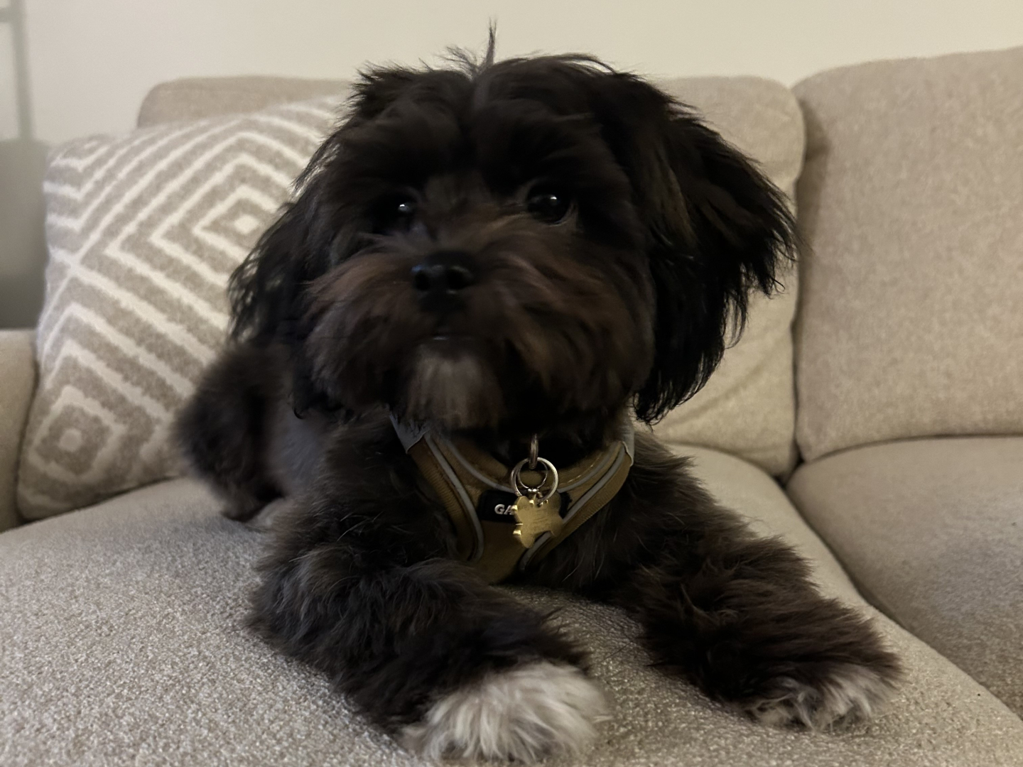 A small black puppy, a Bichon Shih Tzu, sitting on a couch