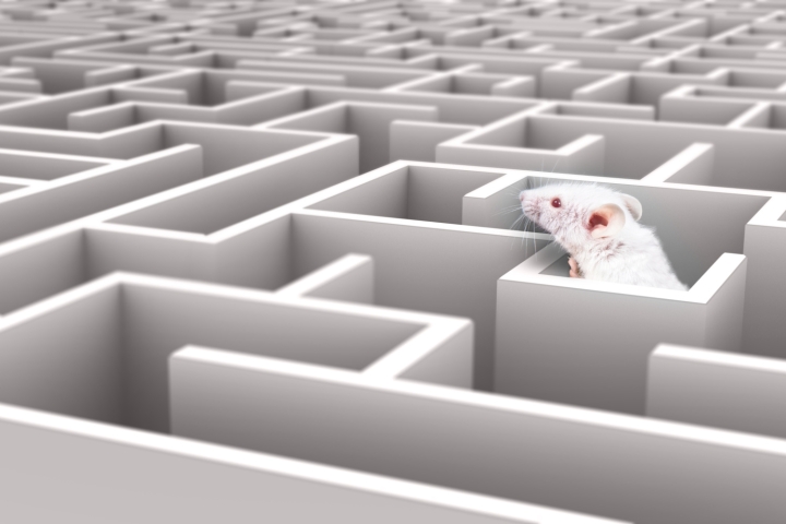 mouse in maze