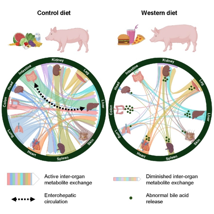 The "control diet" shows a pig near fruits and vegetables. Below is a circle showing active inter-organ metabolite exchange (between the kidney, leg, liver, skin, spleen, heart, lung, colon, head, and intestine). An arrow indicates enterohepatic circulation between the intestine and liver. The "Western diet" shows a pig near pizza, soda and a burger. This circle shows diminished inter-organ metabolite exchange. These organs, except intestine, have dots near them representing abnormal bile acid release. 