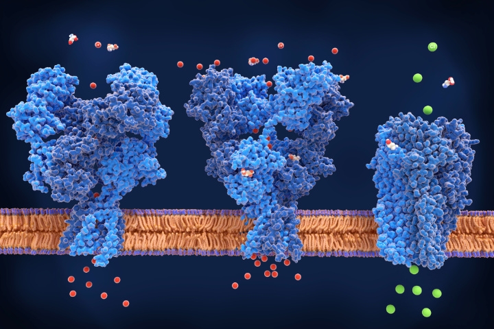 Ion channels