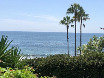 A perfect view of the Pacific Ocean, blue skies, palm trees and greenery